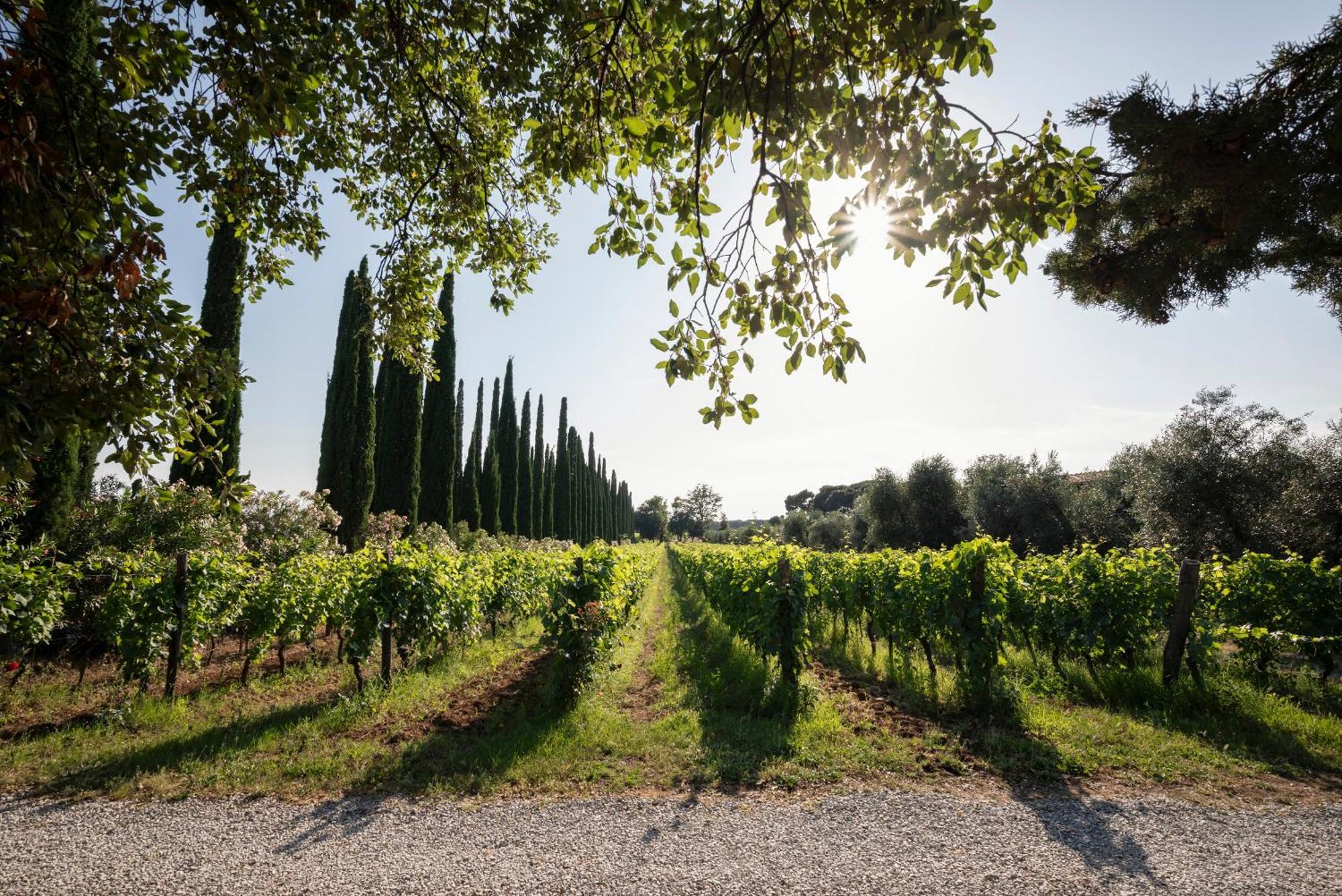 Agriturismo Tra Gli Ulivi, Chiappini Winery Bolgheri Buitenkant foto