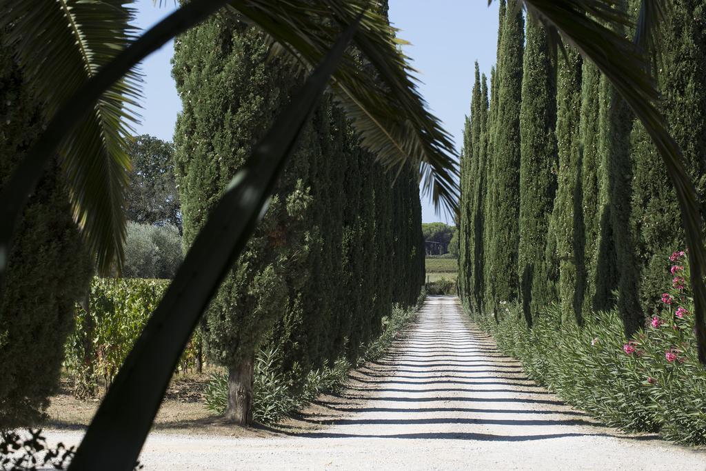 Agriturismo Tra Gli Ulivi, Chiappini Winery Bolgheri Buitenkant foto