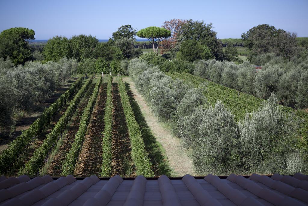 Agriturismo Tra Gli Ulivi, Chiappini Winery Bolgheri Buitenkant foto
